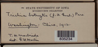 Trichia botrytis var. botrytis image